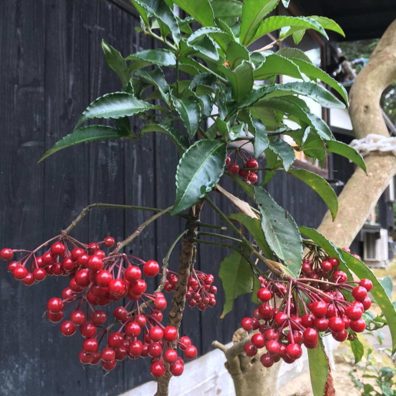 Bamboo Village Guest House Naoshima Ngoại thất bức ảnh